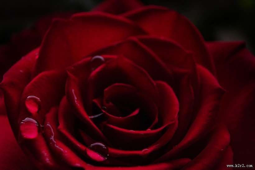 红玫瑰高清图片