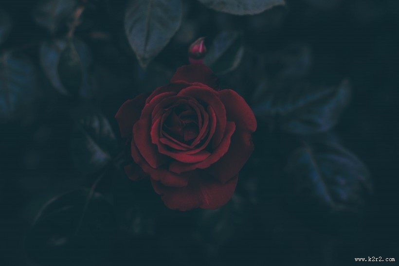 红玫瑰高清图片