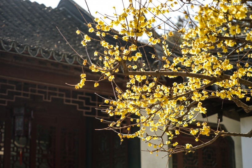 黄色和粉色腊梅花图片大全