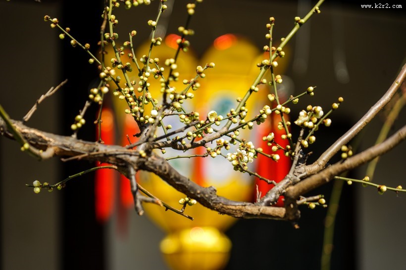 黄色和粉色腊梅花图片大全