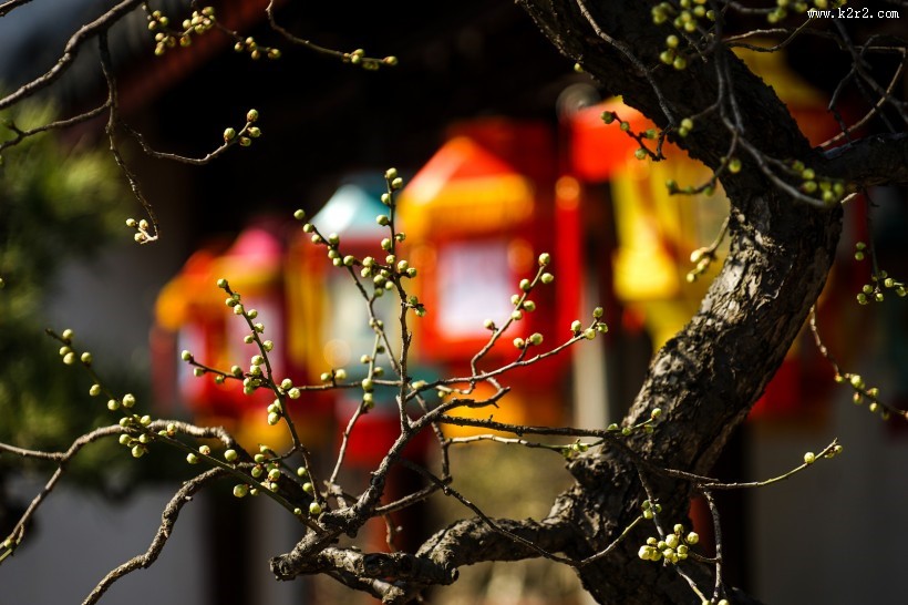 黄色和粉色腊梅花图片大全