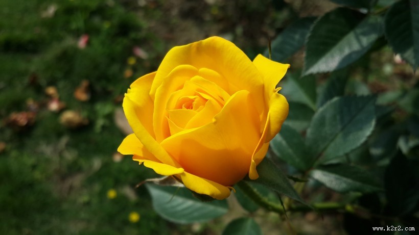 热情明亮的黄玫瑰图片