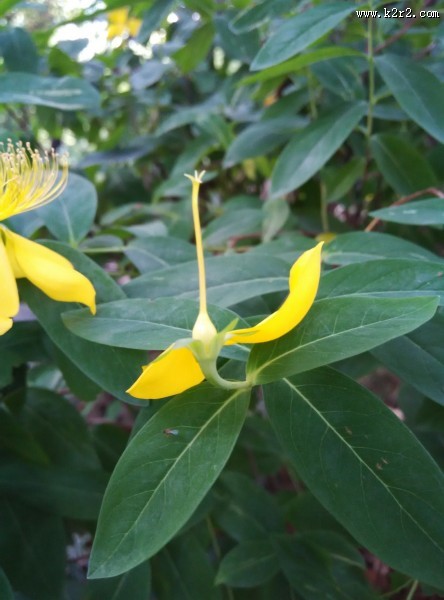 黄色的花朵图片