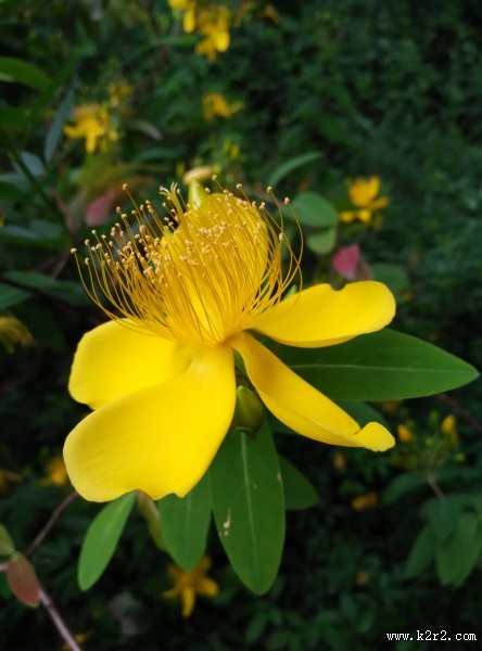 黄色的花朵图片