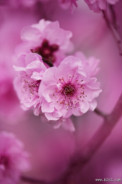 淡雅清新的樱花图片大全