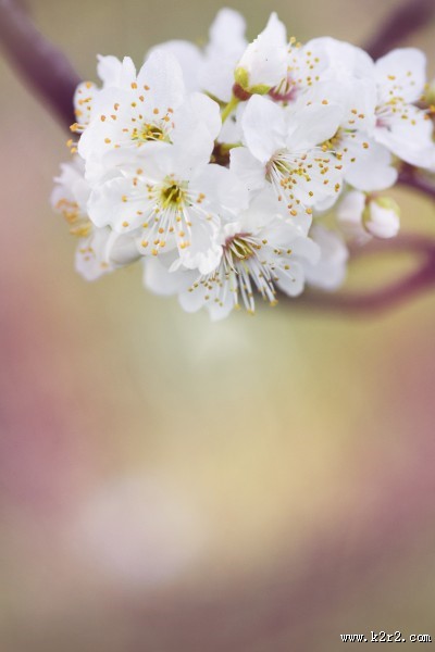 淡雅清新的樱花图片大全