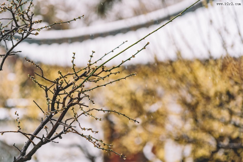 好看的腊梅图片