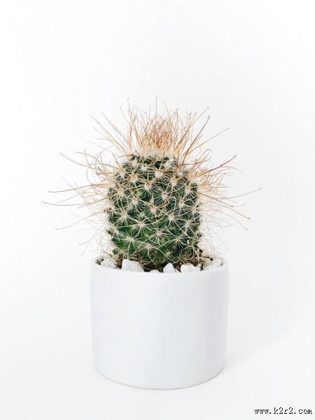 仙人掌盆栽图片大全