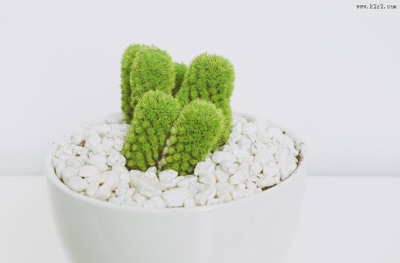 仙人掌盆栽图片大全