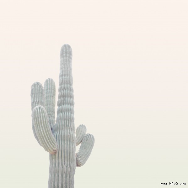 仙人掌高清图片