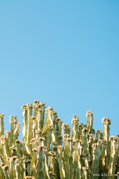 仙人掌高清图片