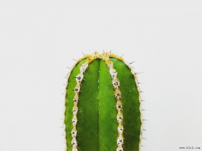 仙人掌高清图片