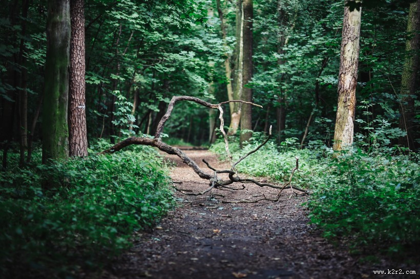 森林植物的特写图片大全