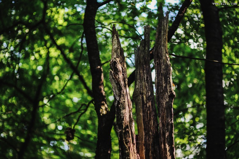 森林植物的特写图片大全
