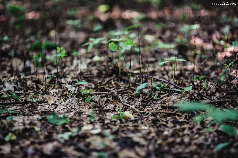 森林植物的特写图片大全