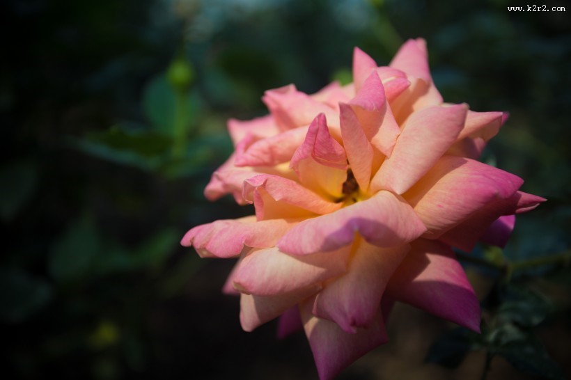 各种颜色的月季花图片大全