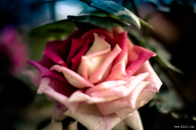 各种颜色的月季花图片大全