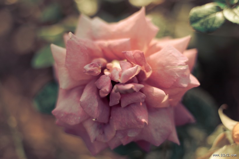 各种颜色的月季花图片大全