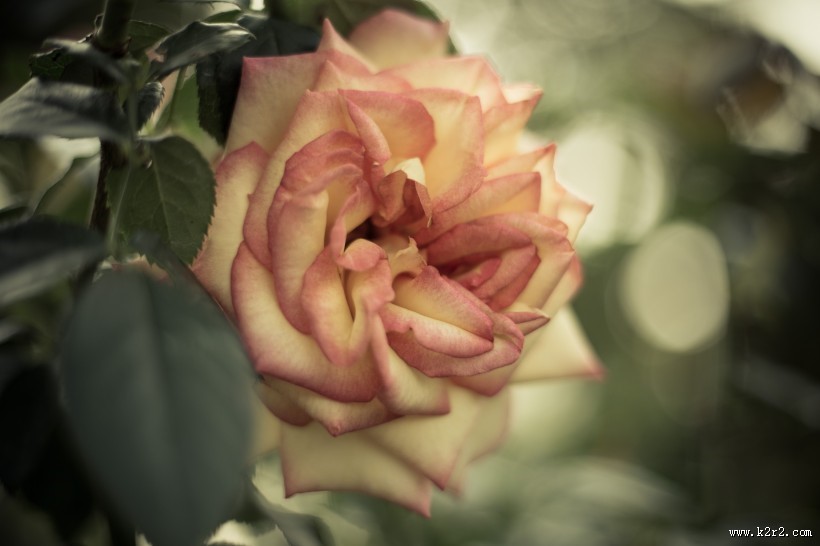 各种颜色的月季花图片大全