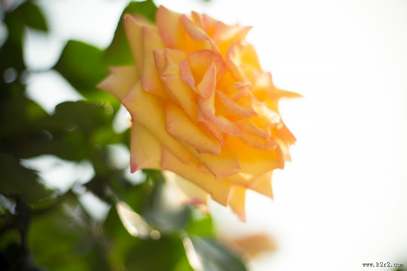 各种颜色的月季花图片大全