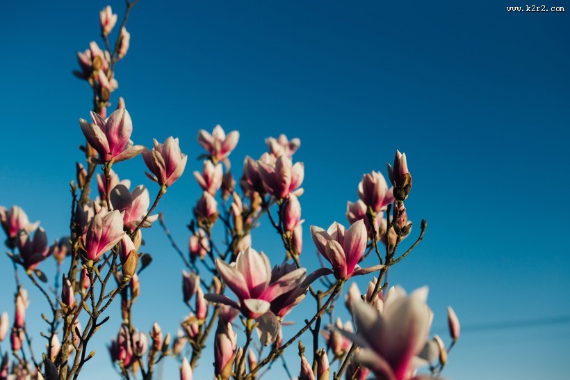 美丽的樱花图片