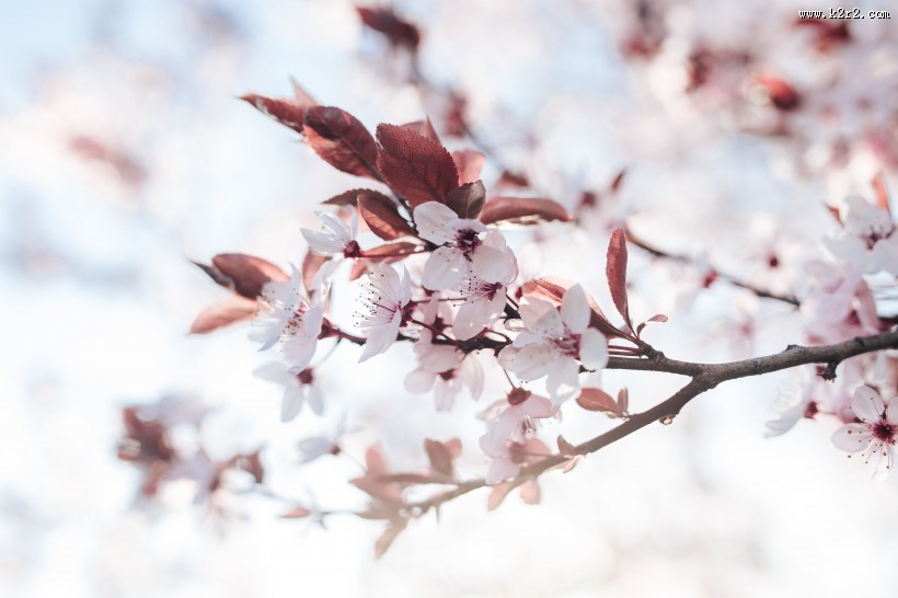 美丽的樱花图片