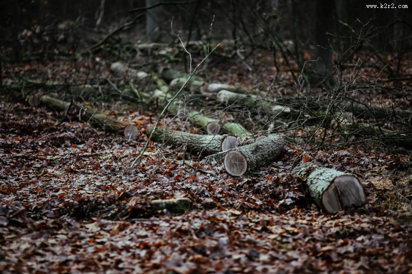 森林里植物的特写图片大全