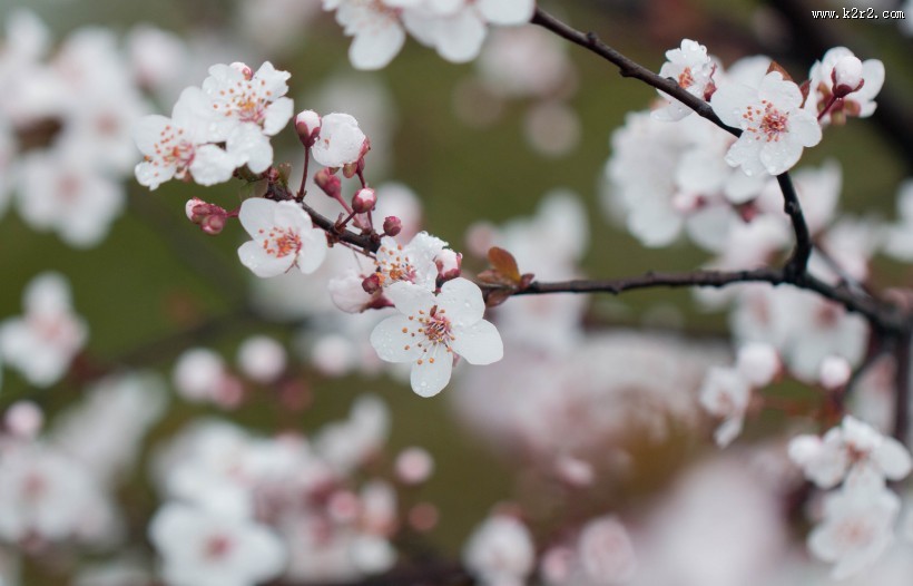 淡粉色樱花图片