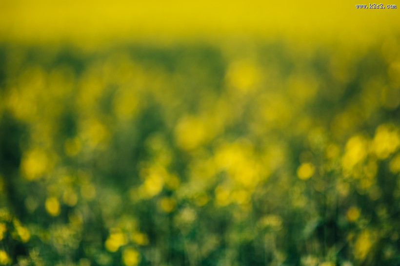阳光照耀下的油菜花图片大全