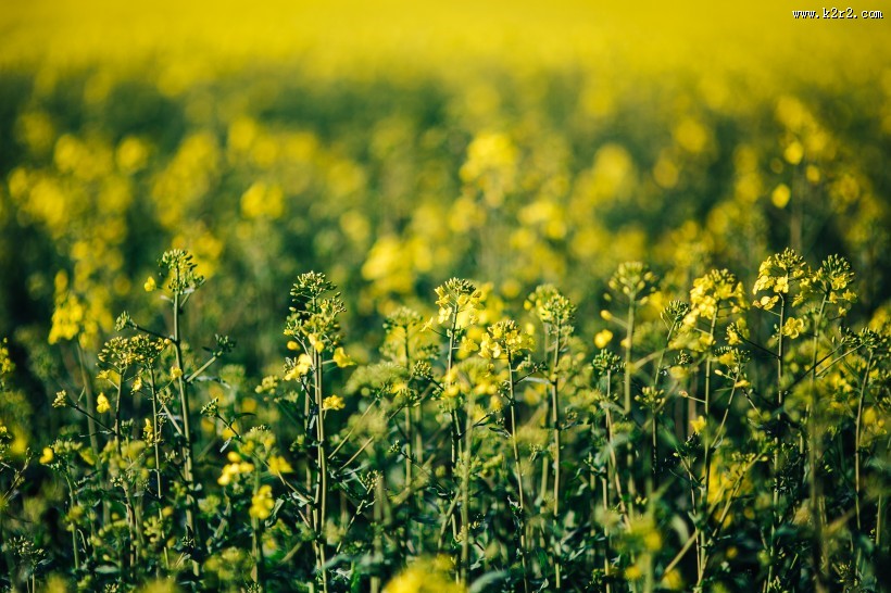 阳光照耀下的油菜花图片大全