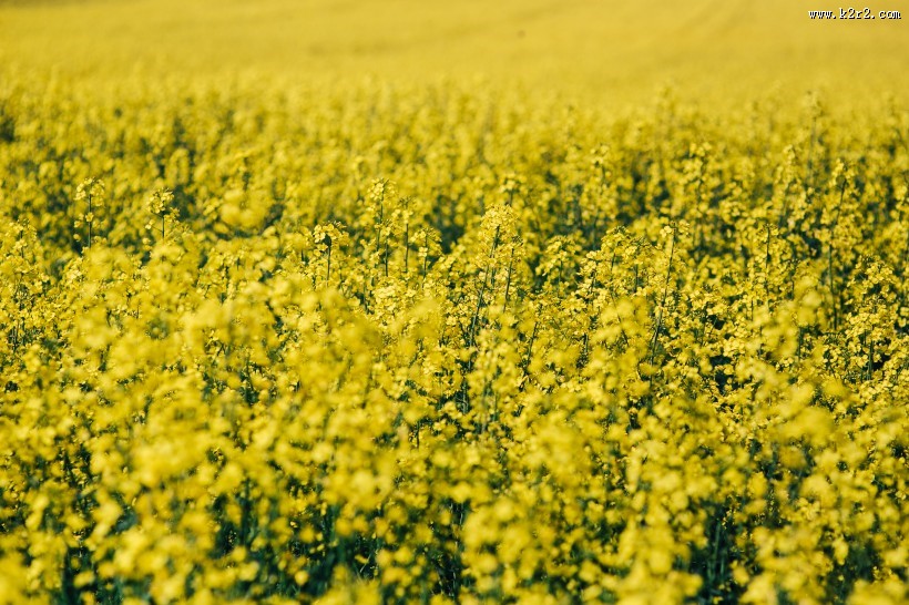 阳光照耀下的油菜花图片大全