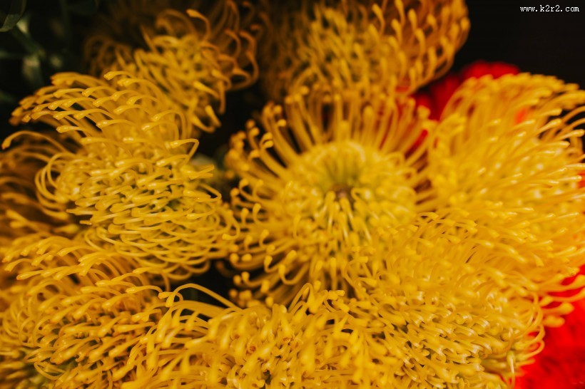 色彩缤纷的花束图片