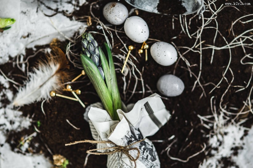 自己种植的秧苗图片大全