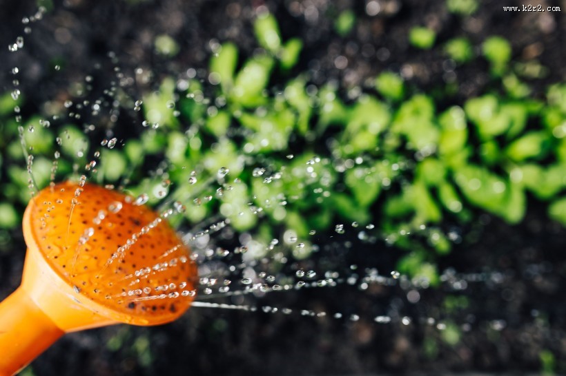 刚发芽的植物图片