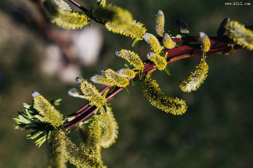 刚发芽的植物图片