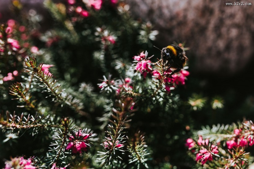 刚发芽的植物图片