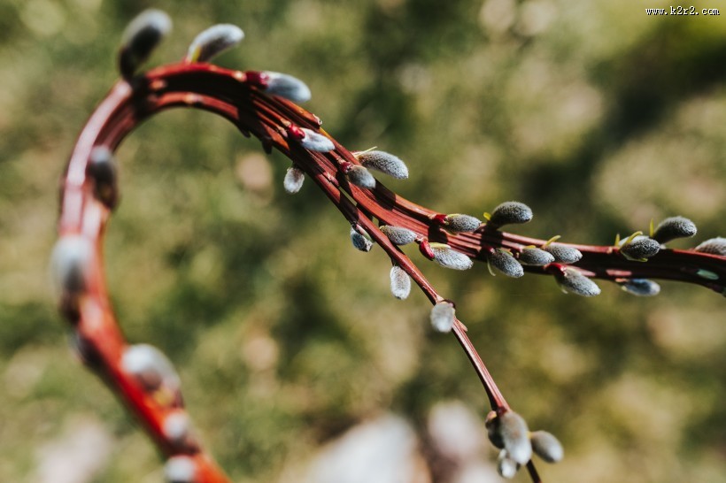 刚发芽的植物图片