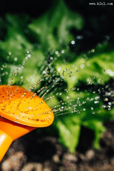 刚发芽的植物图片