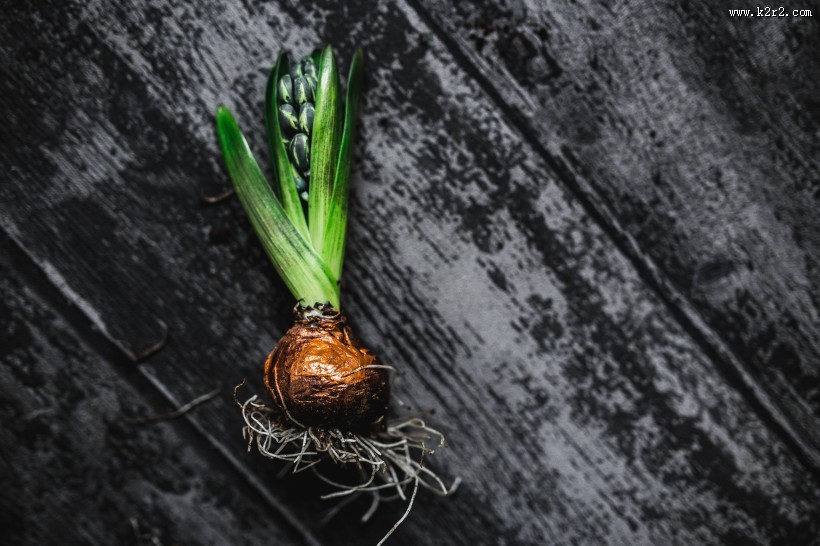 可爱的装饰幼苗图片