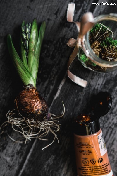 可爱的装饰幼苗图片