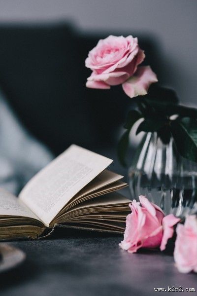 娇滴的粉玫瑰图片