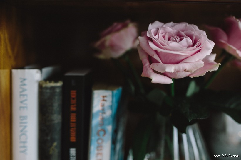 娇滴的粉玫瑰图片