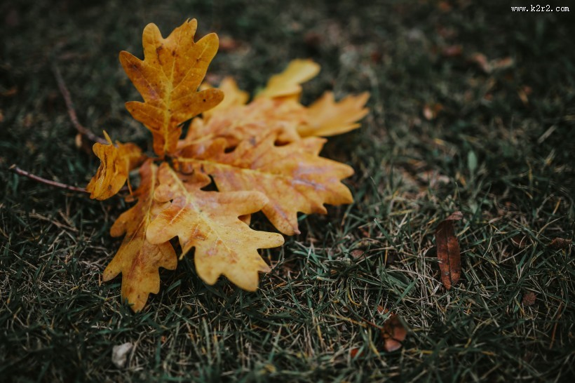 黄色的落叶图片大全