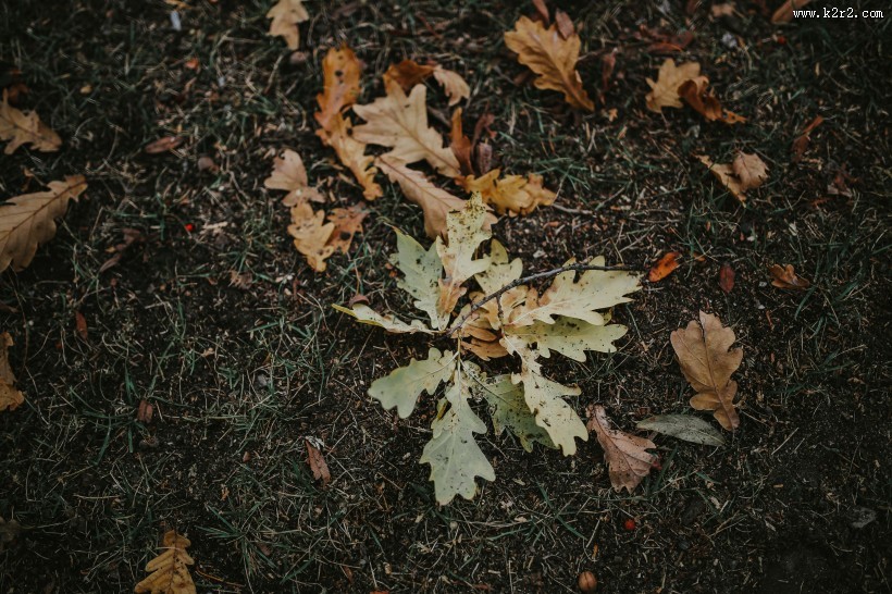 黄色的落叶图片大全