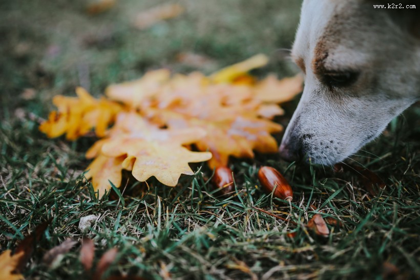 黄色的落叶图片大全