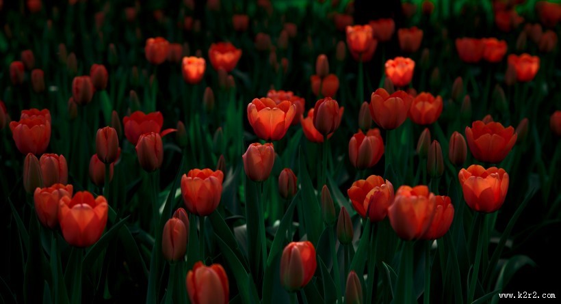 姹紫嫣红的郁金香图片