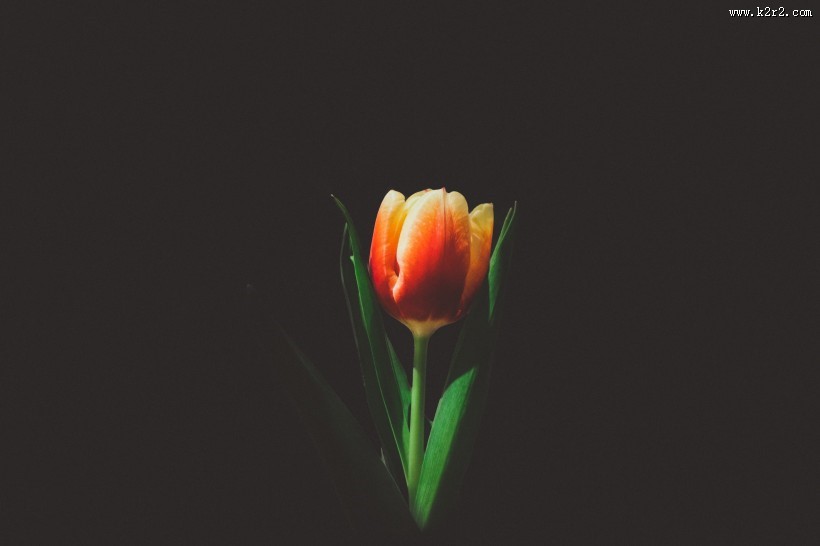 姹紫嫣红的郁金香图片