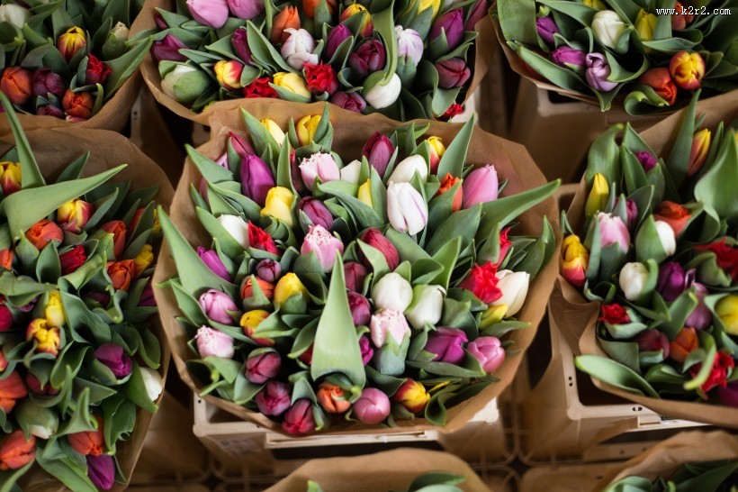 颜色各异的郁金香图片