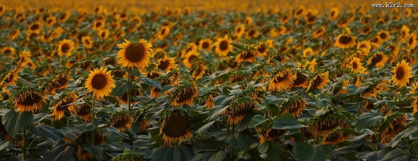 美丽的向日葵图片