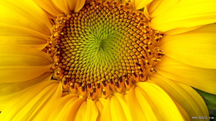 美丽的向日葵图片